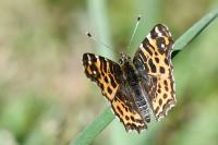 Araschnia levana