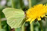 Gonepteryx rhamni