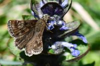 Erynnis tages