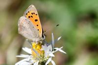 Lycaena phlaeas