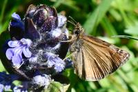 Erynnis tages