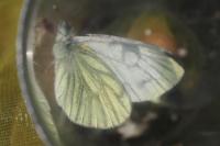 Pieris napi