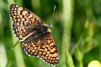 Melitaea cinxia