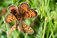 Melitaea parthenoides