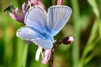 Polyommatus icarus