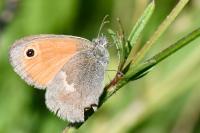 Coenonympha pamphilus