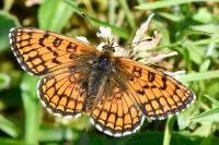 Melitaea parthenoides