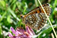 Melitaea parthenoides
