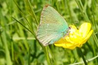 Callophrys rubi