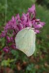 Gonepteryx rhamni