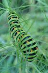Papilio machaon