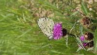 Aporia crataegi