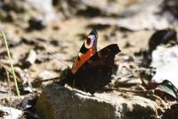 Aglais io