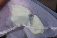 Gonepteryx rhamni