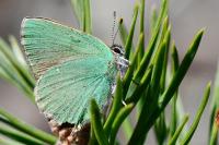 Callophrys rubi