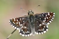 Pyrgus malvae / Pyrgus malvoides