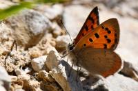Lycaena phlaeas