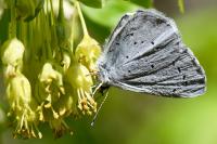 Celastrina argiolus