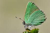 Callophrys rubi