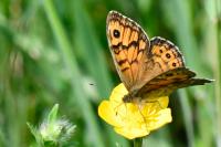 Lasiommata megera