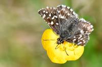 Pyrgus malvae / Pyrgus malvoides