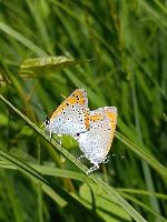 Lycaena dispar