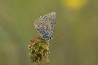 Polyommatus icarus