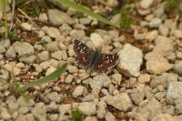 Spialia sertorius