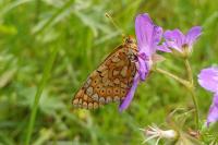 Lycaena dispar