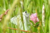Aporia crataegi