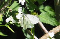 Pieris napi