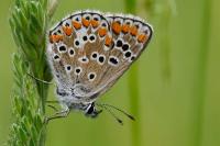 Aricia agestis