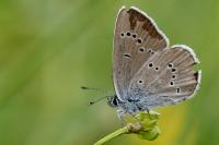 Cyaniris semiargus