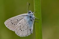 Cyaniris semiargus