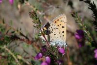 Lycaena alciphron