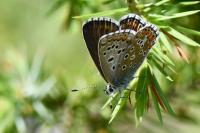 Lysandra bellargus