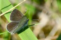 Cupido minimus