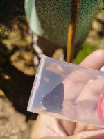 Satyrium ilicis