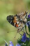 Vanessa cardui