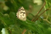 Melanargia galathea