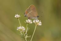 Satyrium spini