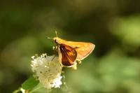 Ochlodes sylvanus