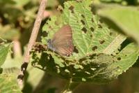 Satyrium ilicis