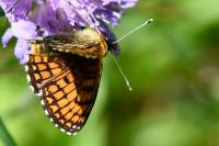 Melitaea phoebe