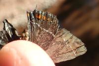 Satyrium spini
