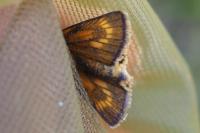 Thymelicus acteon
