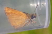 Thymelicus acteon