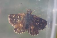 Spialia sertorius