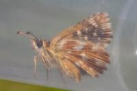 Spialia sertorius