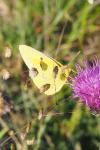 Colias crocea